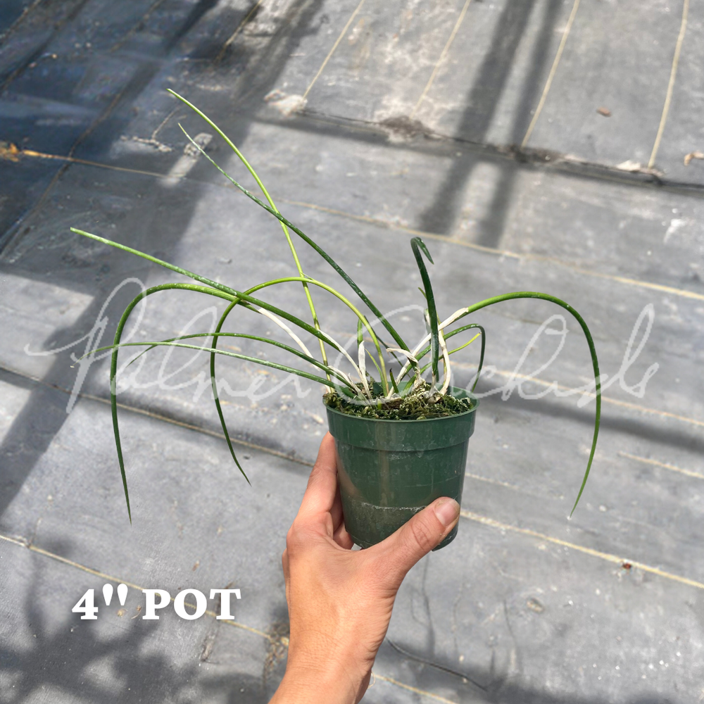 Brassavola cucullata — Palmer Orchids